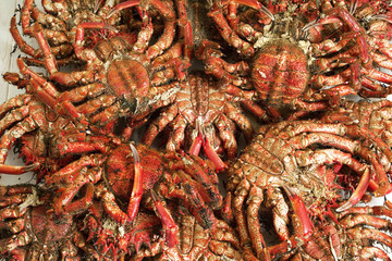  crabs coockeds named  european spider  with  wooden background, maja squinado