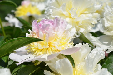 White summer peony flowers 