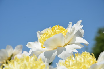 White peony flowers in the sky 