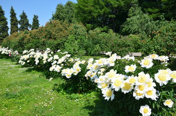 Many big blooming white peony flowers 