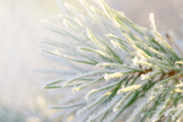 Closeup of a frosty green spruce twig during winter and sunlight