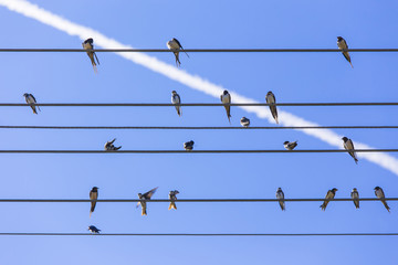 Swallows relax on the parallel wires and clear blue sky with contrail at summer