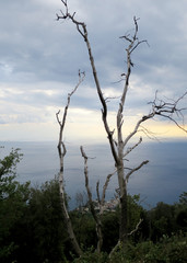 Blick aufC orniglia am Küstenstreifen Cinque Terre