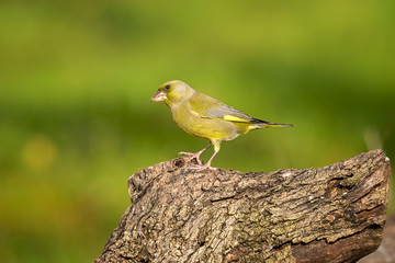male greenfinch on tree trunk outdoor natural background