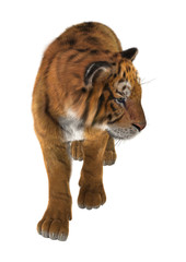 Obraz na płótnie Canvas Big Cat Tiger