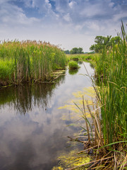Landscape of a river with tall reeds growing on either side and a blue cloud filled sky reflected in - 99515836