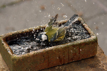 Obraz premium Blaumeise im Wasserbad
