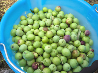 Green olives in blue bucket