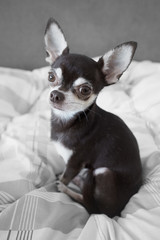 cute Chihuahua in bed