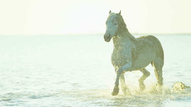 Cowboy Camargue rider animal horse sunset galloping sea 