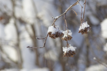 Snow Winter Plant