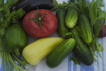 tomato, cucumber, eggplant, pepper, mint, parsley, vegetable