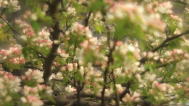 Adorable pear tree with pink and white blossom and trembling green leaves on  misty background in fairy tale style for dreamlike mood. Fantasy view of lyric nature in amazing full HD footage.
