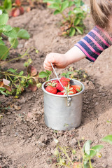 little girl picking strawberries