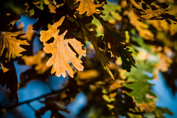 Fototapeta na wymiar Oak leaves in autumn in Italy