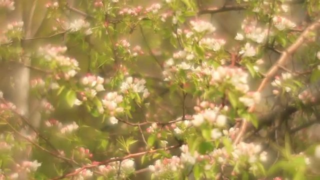 Adorable pear branches with sunlit pink and white blossom and trembling green leaves on  misty background in fairy tale style for dreamlike mood. Fantasy view of lyric nature in amazing full HD.