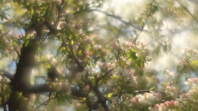 Adorable pear branches with sunlit pink and white blossom and green leaves, waving on misty background in fairy tale style for dreamlike mood. Fantasy view of lyric nature in amazing full HD clip.