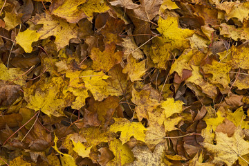 Herbst