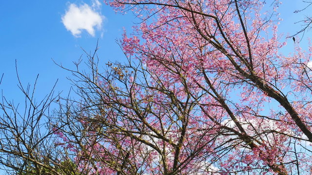 Wild Himalayan Cherry spring blossom 