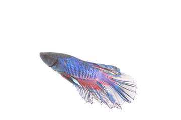 Fototapeta premium Betta fish, siamese fighting fish isolated