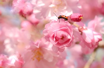 桜の花とテントウ虫