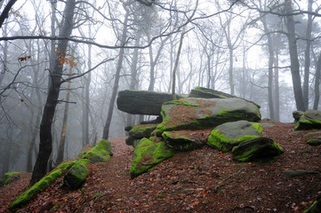 Obraz premium Mystischer Nebelwald mit Felsen
