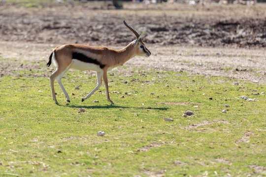Young thomsons gazelle