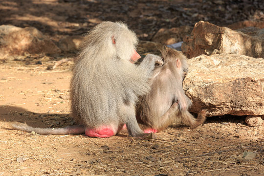 Two baboons