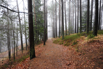 Mystischer Nebelwald mit Felsen