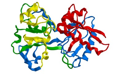 Molecular structure of human serum transferrin