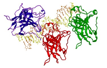 Molecular structure-interaction of protein p53 to DNA