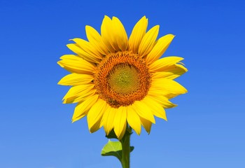 Beautiful sunflower and bee with clear blue sky background