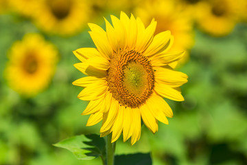 Beautiful sunflower on field with blurry background
