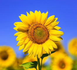 Naklejka premium Beautiful sunflower on field with blurry background and blue sky
