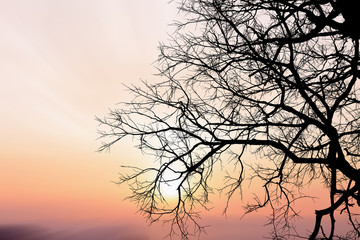 Dead tree silhouette background sunset.