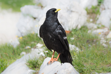 Close up face of Alpine Chough (Pyrrhocorax graculus) at Untersberg mountain , Salzburg Austria