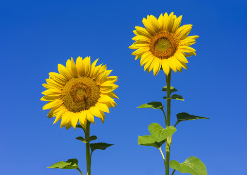 Beautiful two sunflowers with clear blue sky