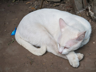 cat sleeping.