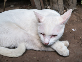 cat sleeping.