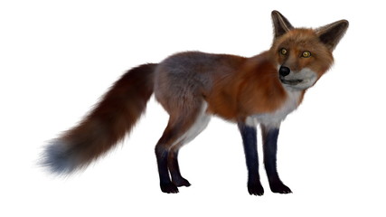 Obraz premium Red fox standing - 3D render