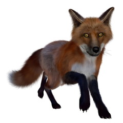 Fototapeta premium Red fox running- 3D render