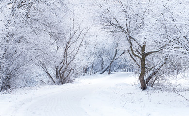 Fototapeta na wymiar White snow on the path. Snowy winter day.