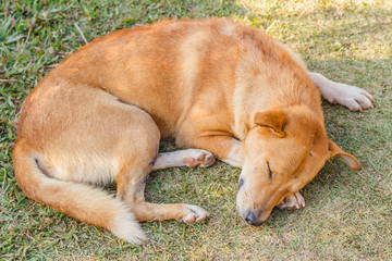 Fototapeta na wymiar Dog sleeping on grass