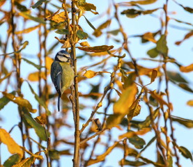 Eurasian blue tit, cyanistes caeruleus