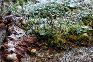 frost the water's edge in a winter landscape, low key, dark background, spot lighting, and rich Old Masters