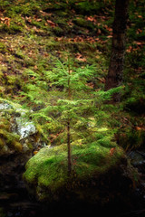 winning sprit of a tree grew on a rock. Soft focus, blured background, low key, dark background, spot lighting, and rich Old Masters