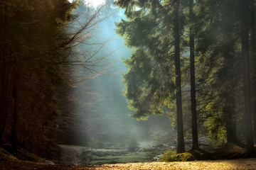 light rays through the trees . late autumn landscape , a walk through the woods near Brasov....