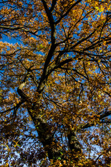 Obraz premium Oak in autumn in Italy