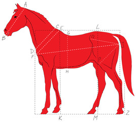 Obraz premium Horse proportions