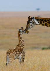 Female giraffe with a baby in the savannah. Kenya. Tanzania. East Africa. An excellent illustration. © gudkovandrey